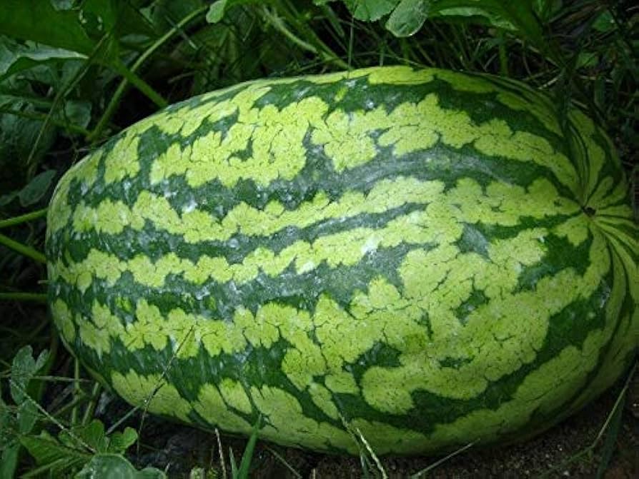 Carolina Cross Watermelon Citrullus lanatus for planting in vegetable plot