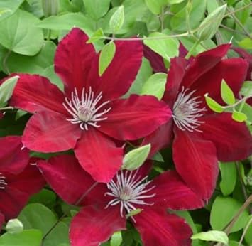 Burgundy Clematis Seeds For Planting Flower