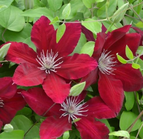 Clematis Flower Seeds For Elegant Garden Planting