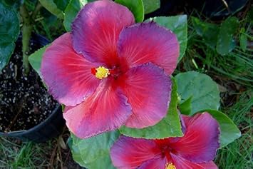 Orange Red Petunia Flower Seeds for Planting Vibrant Garden Blooms Heirloom & GMO Free Seeds for Home Garden 
 
 Sale for planting in home garden