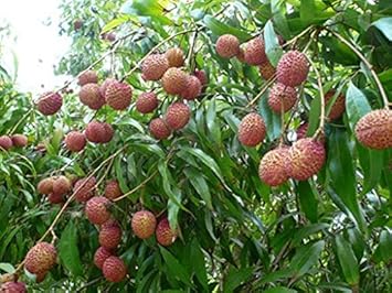 Leeche Fruit Seeds For Planting - Grow Your Own Lychee Tree At Home