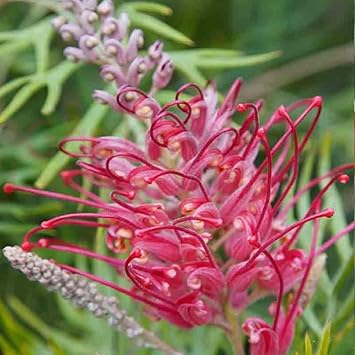 Thick Pink Grevillea Robusta Seeds Flower seeds for Planting Compact Growth Heirloom & GMO Free Seeds for Home Garden 
 
 Sale for planting in home garden