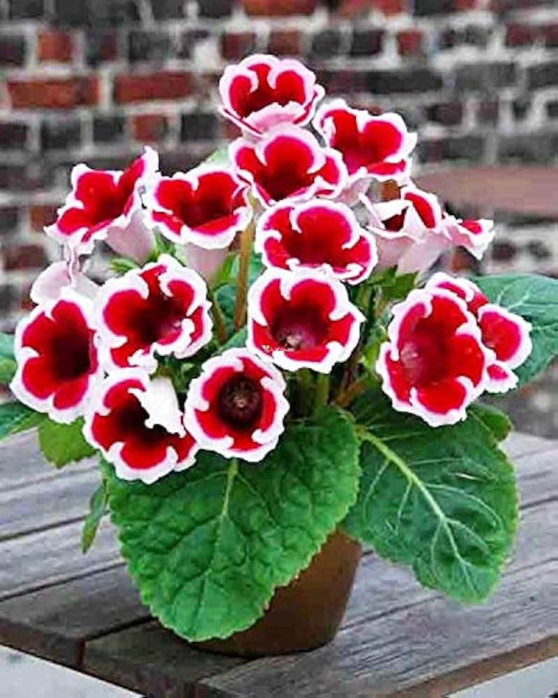 Gloxinia Seeds For Planting Beautiful Indoor Flowers Flower