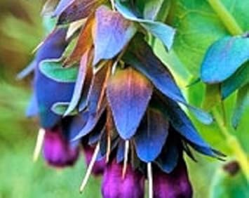 Blue Gibraltar Flower seeds for Planting - Cut Flower Favorite, Heirloom & GMO Free Seeds for Home Garden
 
 Sale for planting in home garden