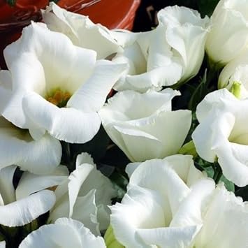 White Lisianthus Logro Flower seeds for Planting - Vibrant Colors, Heirloom & GMO Free Seeds for Home Garden
 
 Sale seeds for planting in home garden