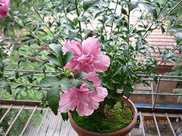 Pink Hibiscus Syriacus Flower seeds for Planting - Drought Tolerant, Heirloom & GMO Free Seeds for Home Garden
 
 Sale for planting in home garden.