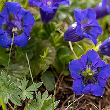 Blue Gentiana Acaulis Flower seeds for Planting - Garden Favorite, Heirloom & GMO Free Seeds for Home Garden
 
 Sale for planting in home garden.
