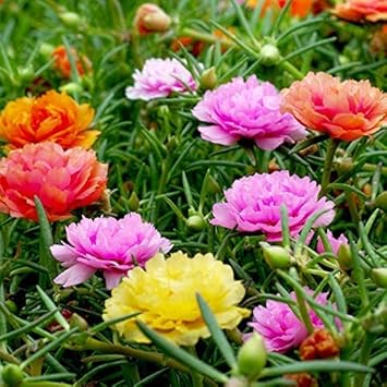 Mixed Color Moss Rose Flower seeds for Planting - Fragrant Blossoms, Heirloom & GMO Free Seeds for Home Garden
 
 Sale seeds for home garden