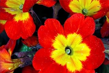 Yellow Red Danova Copper Flower seeds for Planting - Premium Quality, Heirloom & GMO Free Seeds for Home Garden
 
 Sale seeds for planting in home garden