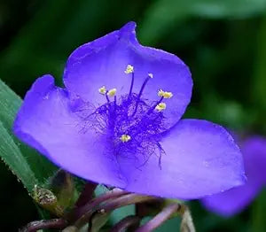 Ohio Spiderwort Flower seeds for unique blooms