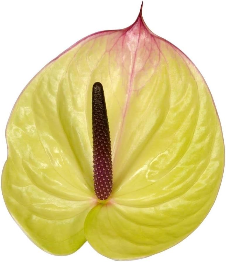 Anthurium (Anthurium Flower) seeds for planting in home garden