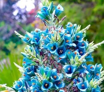 Mixed Pyrethrum Flower Seeds for Planting Wildflower Mix Heirloom & GMO Free Seeds for Home Garden
 
 Sale for planting in home garden