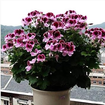 Violet Yellow Freesia Flower Seeds for Planting Cottage Garden Essential Heirloom & GMO Free Seeds for Home Garden
 
 Sale for planting in home garden