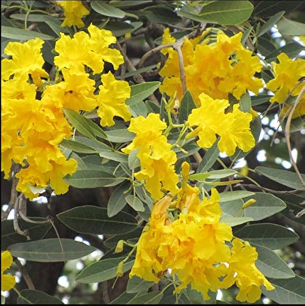 Tabebuia Chrysantha Yellow Flower Seeds tropical beauty