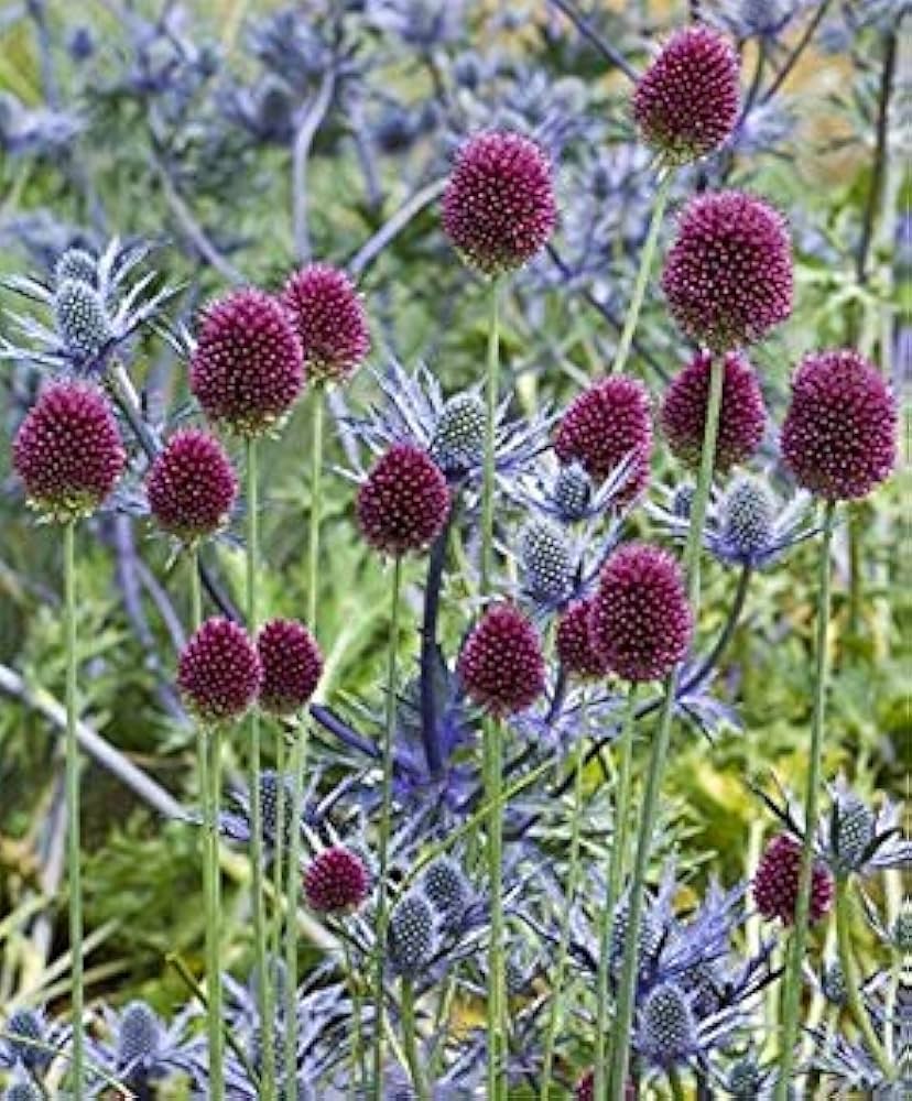 Nickende Zwiebel Allium sphaerocephalon for planting in wildflower garden