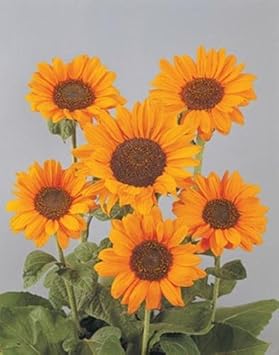 Orange Helianthus Flower seeds for Planting - Pollinator Friendly, Heirloom & GMO Free Seeds for Home Garden
 
 Sale for planting in home garden.