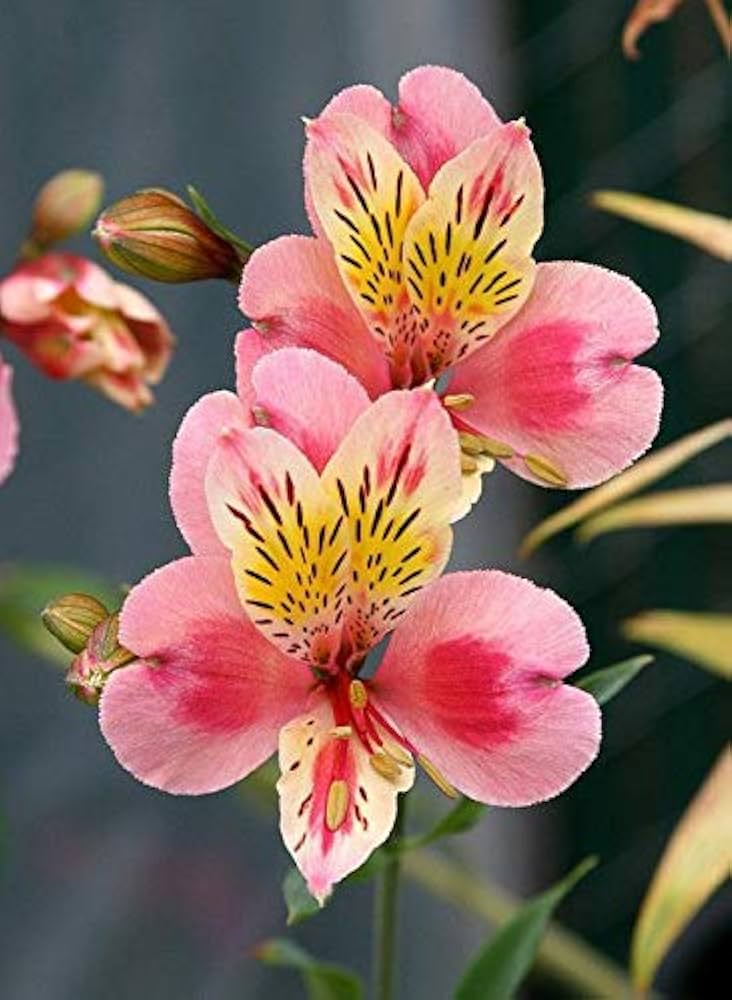 Peruvian Lily Alstroemeria spp for planting in flower bed