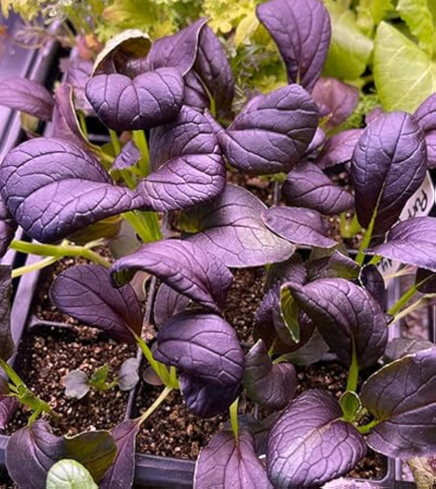 Choi Bok Choy Dark Purple Seeds - Easy Planting For A Vibrant Vegetable Garden Seeds