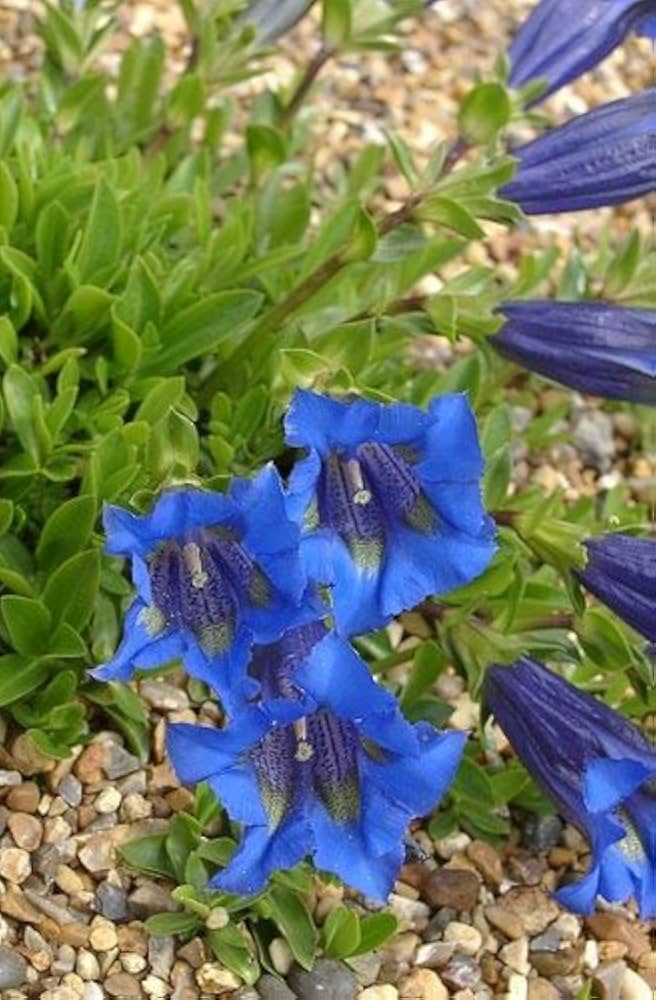 Gentiana Andrewsii Gentiana andrewsii for planting in wildflower garden