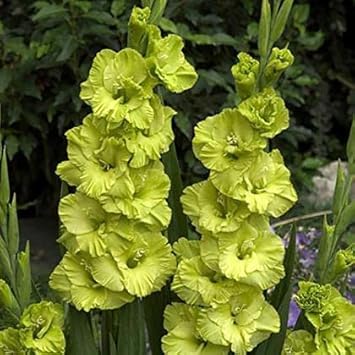 Gladiolus Light Green Flower seeds for Planting - Vibrant Colors, Heirloom & GMO Free Seeds for Home Garden
 
 Sale seeds for planting in home garden
