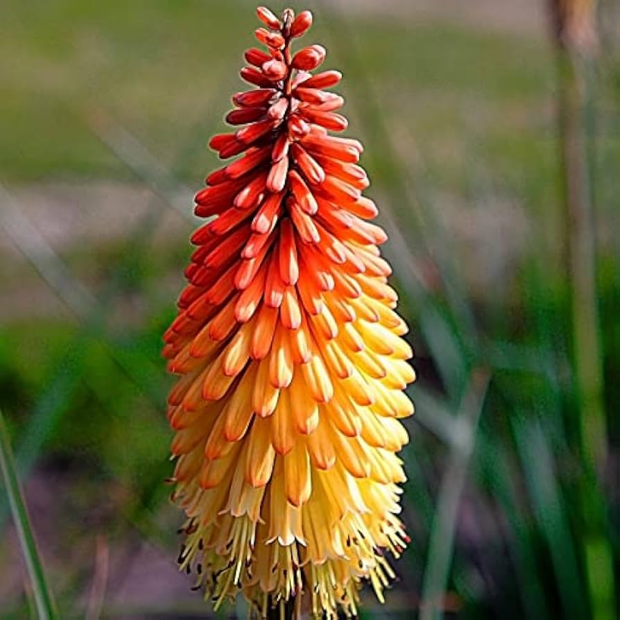 Kniphofia Uvaria red hot poker flower seeds for planting in flower bed
