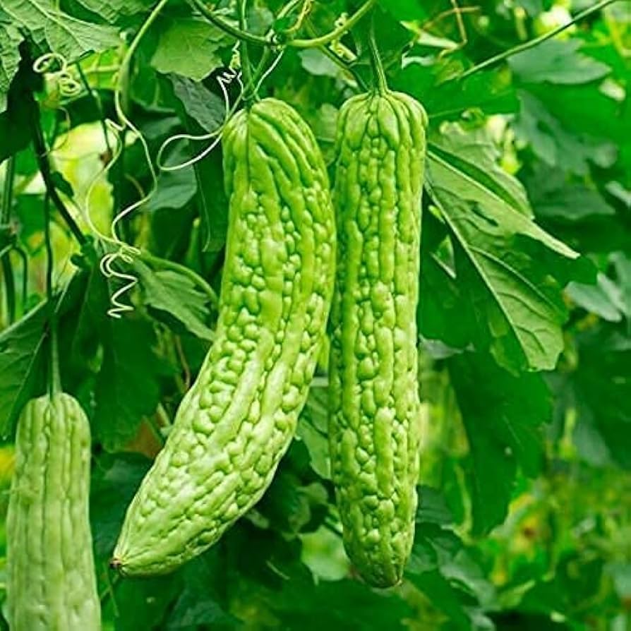 Balsam Pear Bitter Gourd Momordica charantia for planting in vegetable patch