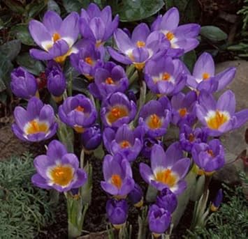 Violet Yellow Crocus Flower seeds for Planting - Shade Tolerant, Heirloom & GMO Free Seeds for Home Garden
 
 Sale for planting in home garden