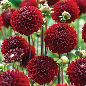 Two-Color Dark Red Dahlia Flower Seeds For Vibrant Garden Planting