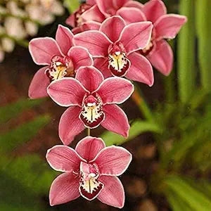 Mixed Orchid Orchidaceae spp for planting in orchid garden