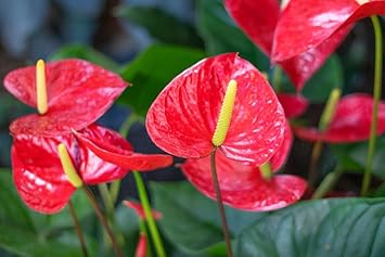 Anthurium Indoor Planting Seeds - Grow Exotic Blooms | Flower For