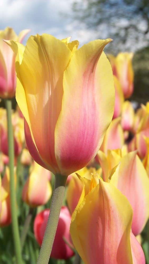 Yellow Pink Tulip Flower seeds for Planting - Premium Quality, Heirloom & GMO Free Seeds for Home Garden
 
 Sale for planting in home garden