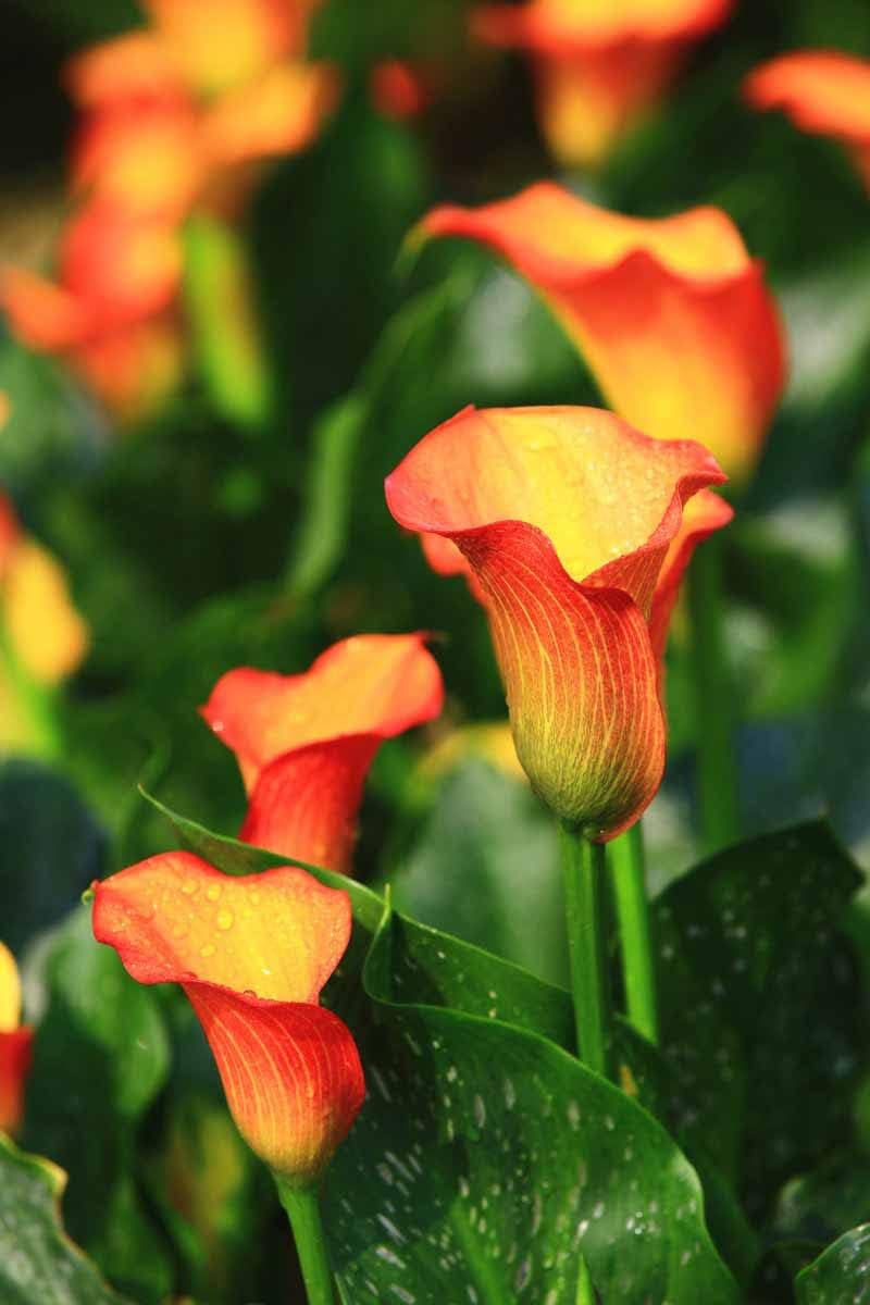 Calla Flower Seeds Red Yellow Flower seeds for Planting - Easy to Grow, Heirloom & GMO Free Seeds for Home Garden
 
 Sale seeds for home garden