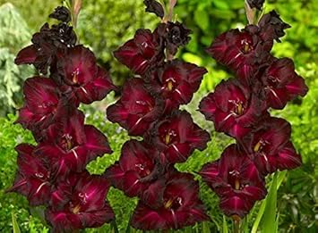 Green Orchid Flower Seeds for Planting – Hardy Variety Heirloom & NonGMO Home Garden Seeds
 
 Sale for planting in home garden