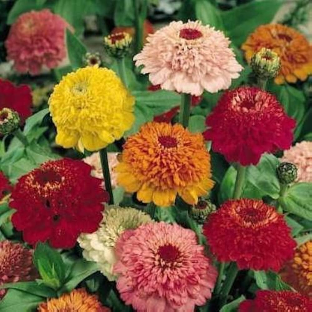 Zinnia Scabiosa Annual for garden planting