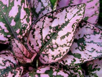 Pink Hypoestes Flower seeds for Planting - Sun Loving, Heirloom & GMO Free Seeds for Home Garden
 
 Sale seeds for planting in home garden