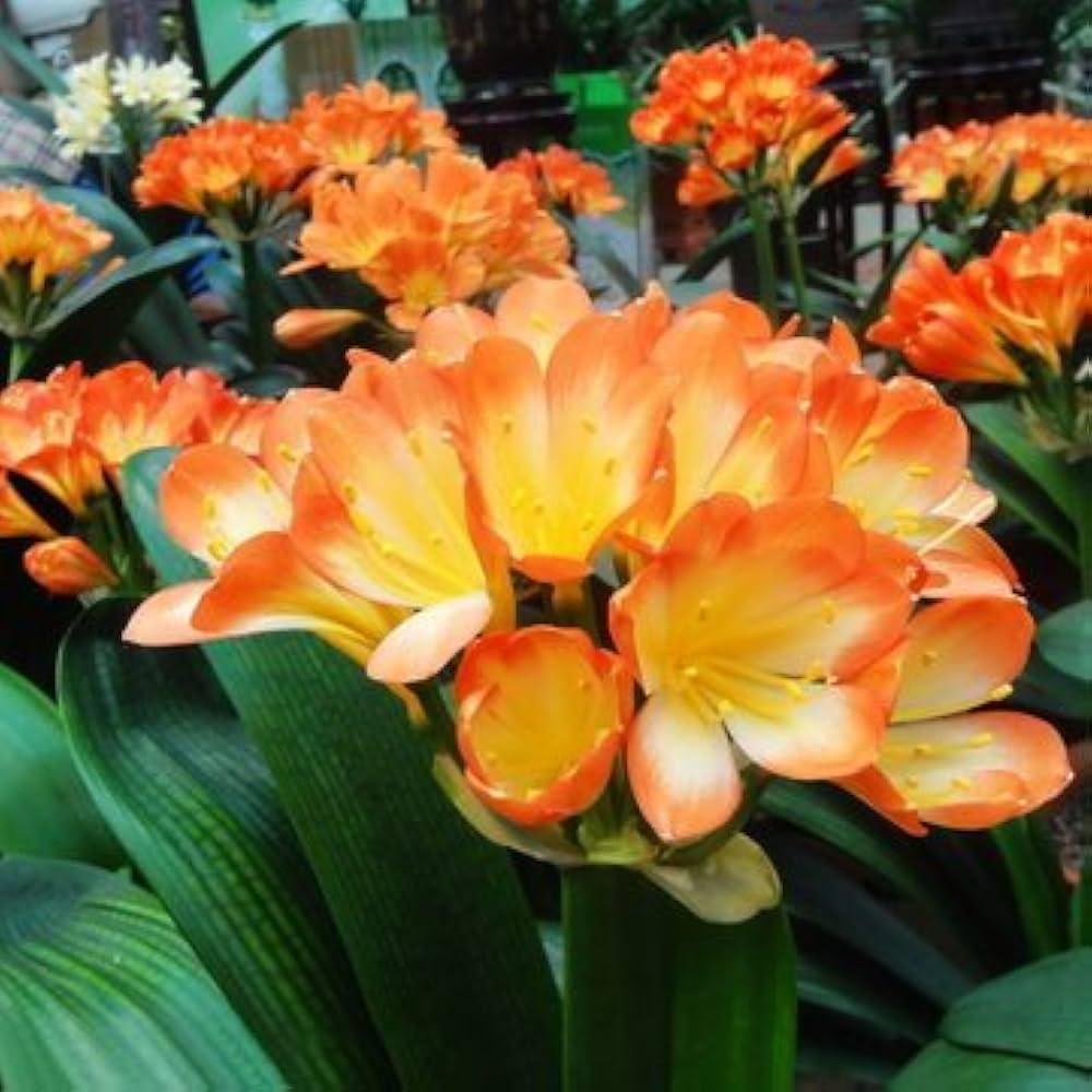 Klivie Clivia Miniata Seeds for planting in home garden