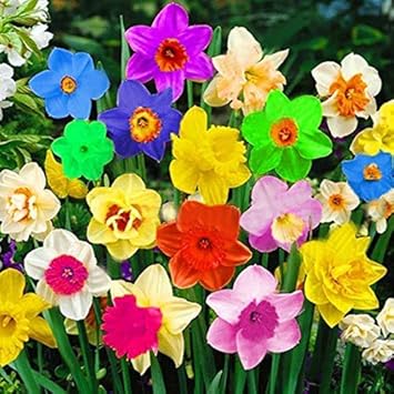 Rainbow Daffodils Seeds Flower seeds for Planting Easy to Grow Heirloom & GMO Free Seeds for Home Garden 
 
 Sale for planting in home garden