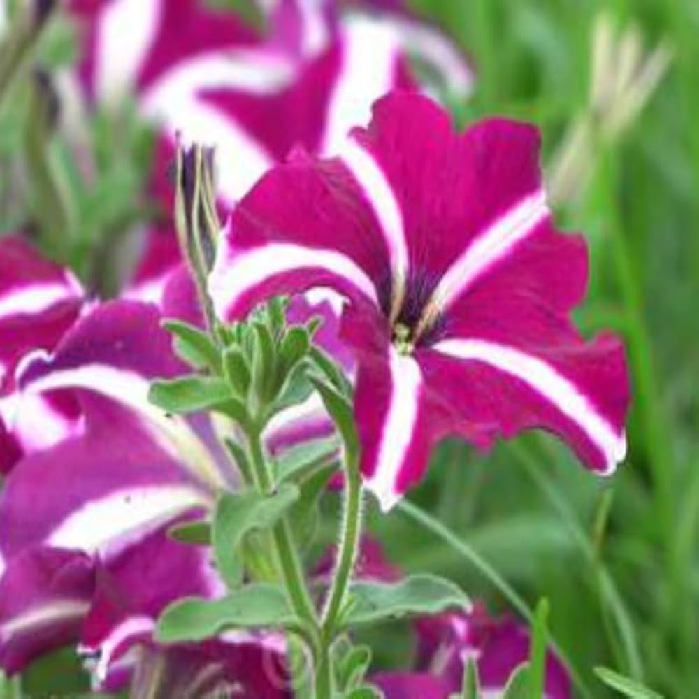 Petunia Hulahoop Rose Striped Flower Annual Seeds
