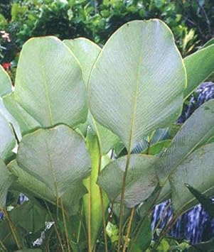 Calathea Lutea Mexican Cigar seeds for Planting - Sun Loving, Heirloom & GMO Free Seeds for Home Garden
 
 Sale seeds for home garden