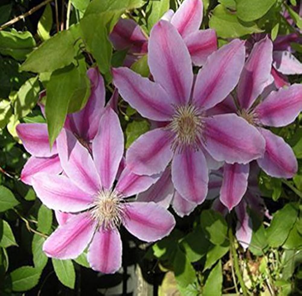 Pink Violet Clematis Flower seeds for Planting - Low Maintenance, Heirloom & GMO Free Seeds for Home Garden
 
 Sale seeds for planting in home garden