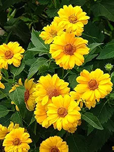 Summer Sun Sundrops Yellow seeds for bright flowers