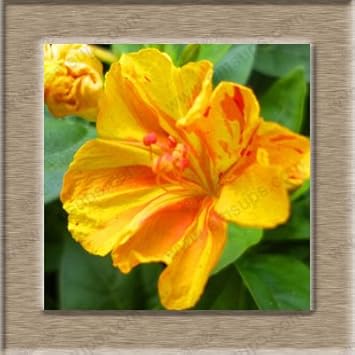 Orange Mirabilis Flower seeds for Planting Attractive Flowers Heirloom & GMO Free Seeds For Home Garden 
 
 Sale for planting in home garden