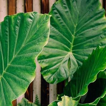 Elephant's Ear Flower seeds for Planting - Long Bloom Season, Heirloom & GMO Free Seeds for Home Garden
 
 Sale for planting in home garden