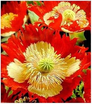 Red Yellow Danish Flag Flower seeds for Planting Vibrant Colors Heirloom & GMO Free Seeds for Home Garden 
 
 Sale seeds for home garden planting