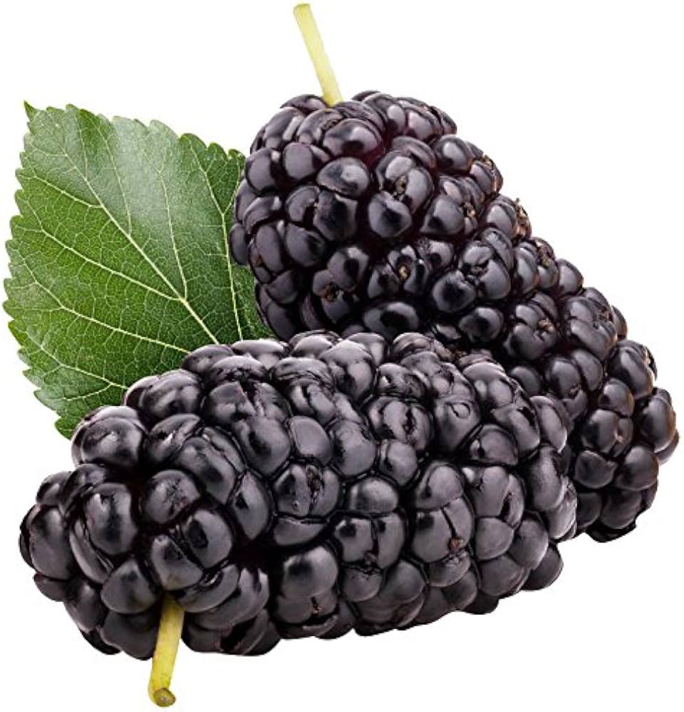 Mulberry Morus for planting in urban garden