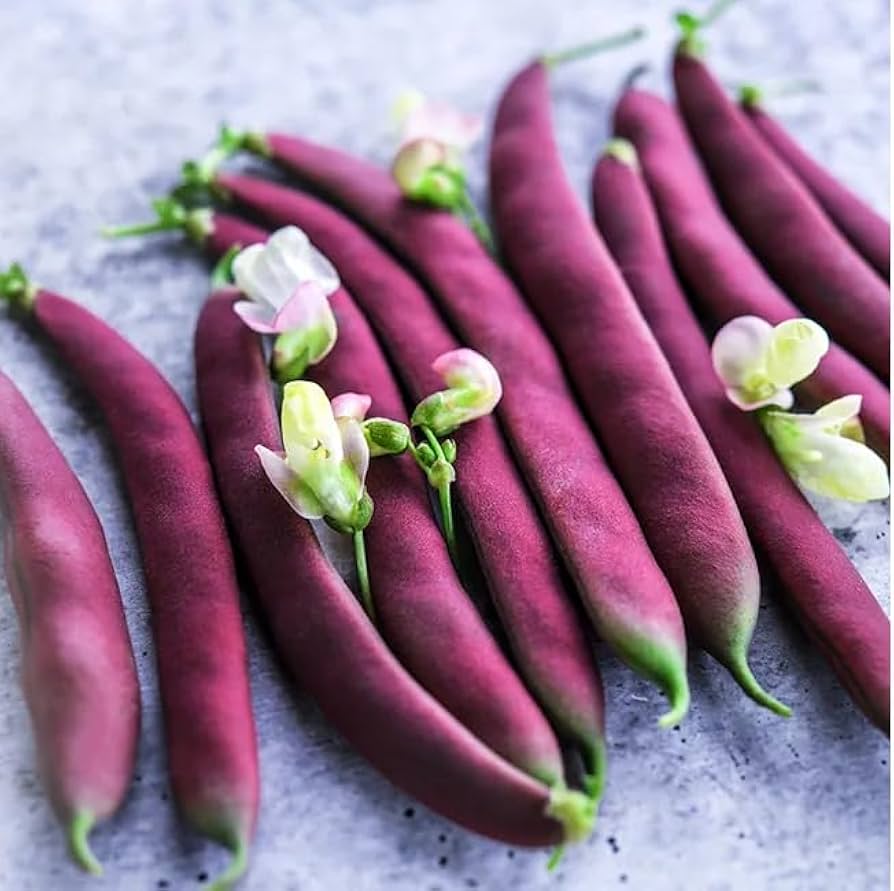 Red Swan Bush Phaseolus vulgaris for vegetable patch planting
