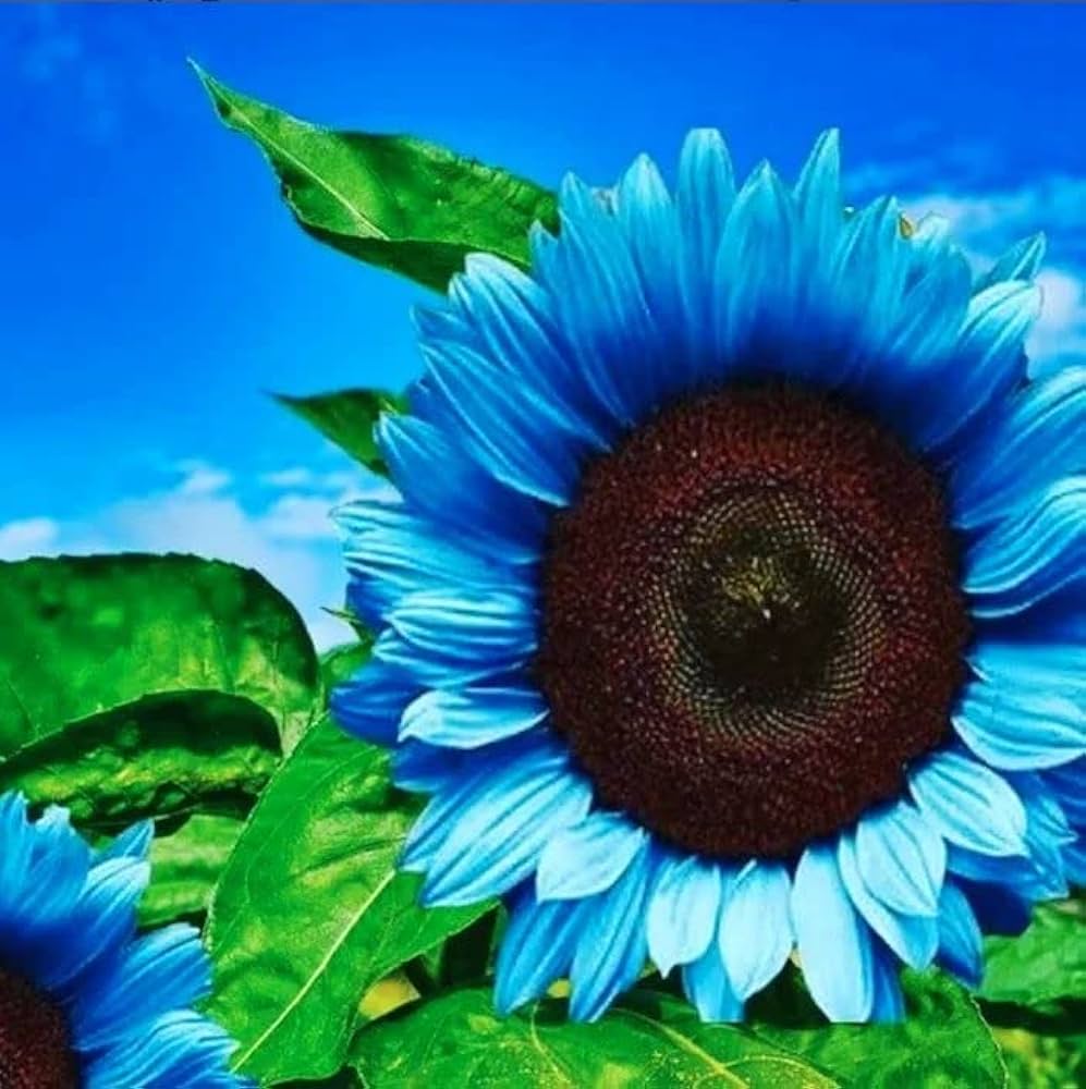 Sunflower Helianthus annuus seeds for planting