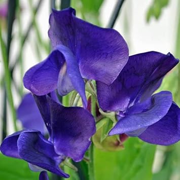 Blue Sweet Pea Flower Seeds Flower seeds for Planting Cottage Garden Essential Heirloom & GMO Free Seeds for Home Garden 
 
 Sale for planting in home garden