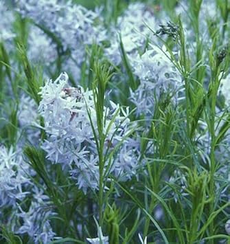 Plant Amsonia Hubrichtii Bluestar Seeds