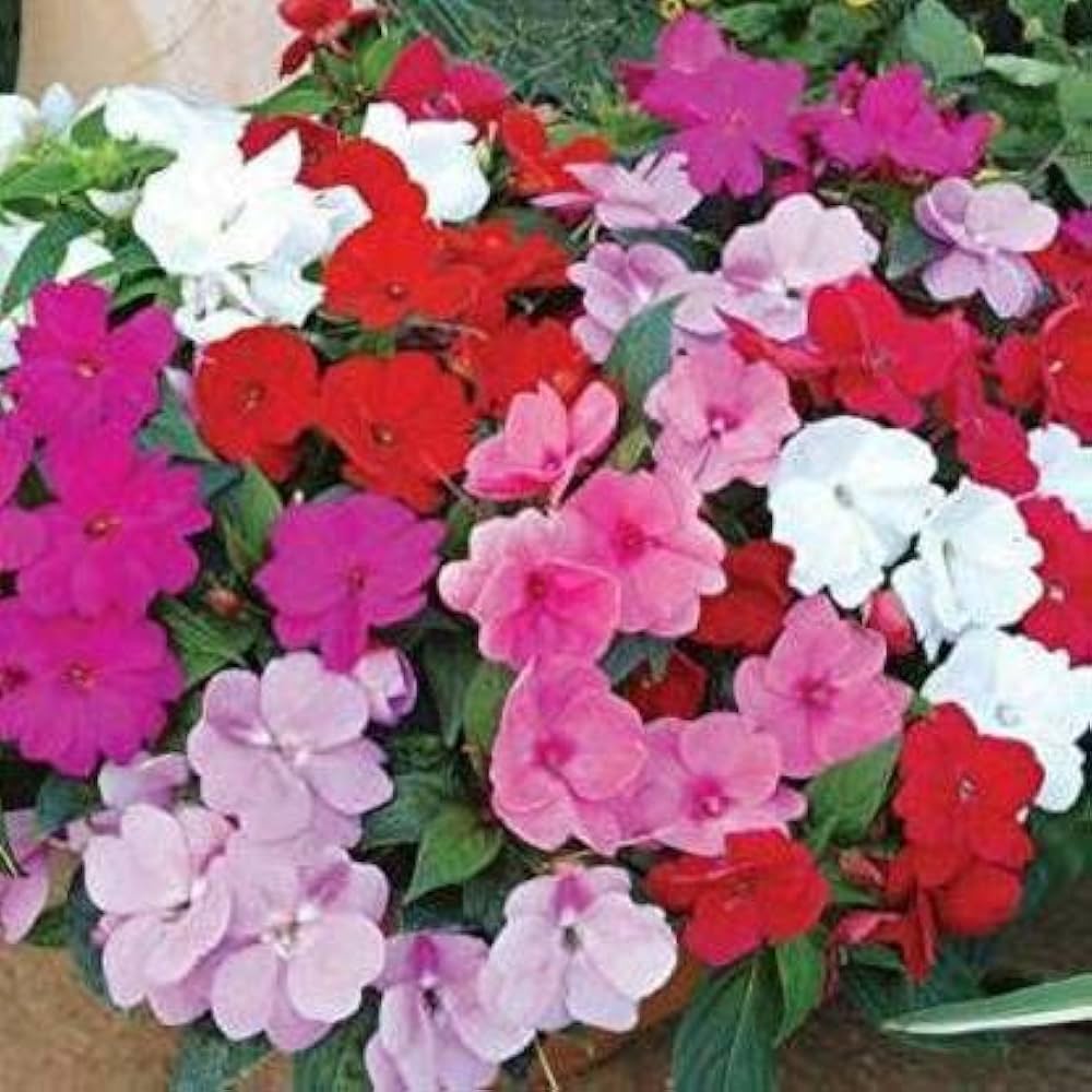 Pink Lizzie Flower seeds for Planting - Hardy Variety, Heirloom & GMO Free Seeds for Home Garden
 
 Sale seeds for planting in home garden